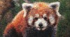 red panda puzzle